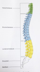 Wirbelsäule